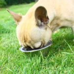 Où peut-on trouver des croquettes sans céréales pour chien ?