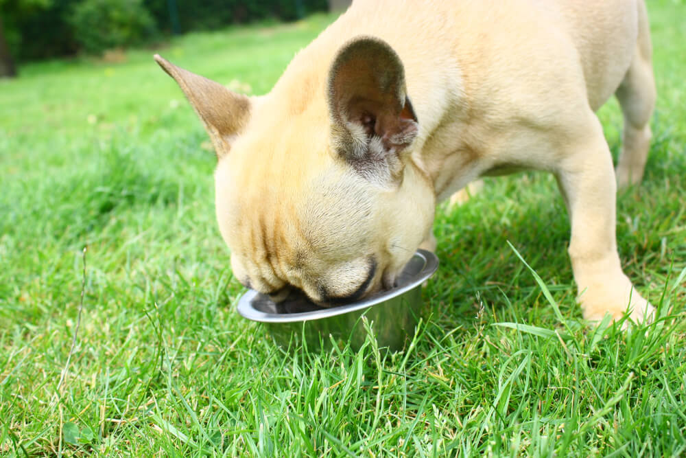 Où peut-on trouver des croquettes sans céréales pour chien ?