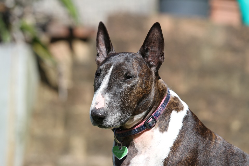 Adopter un bull-terrier : raisons, notes et astuces